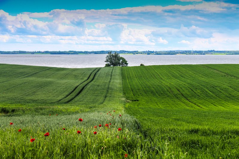 horsens fjord melissa villumsen 2020 132 800px