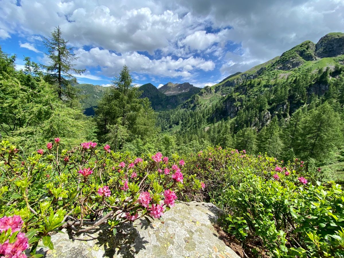 Valle dei Mocheni rododendro panorama foto Sytske Maaijen